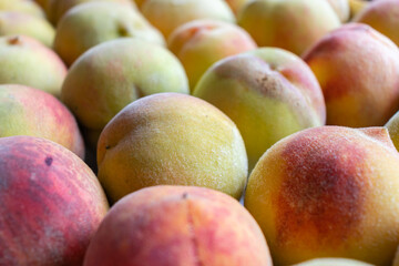 Row of colorful peaches in the basket after harvest. 