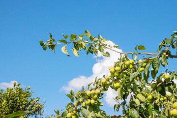 Green apples hang on a branch of an apple tree. Concept for autumn, harvest, organic healthy food, vegetarianism.