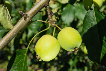 Green apples hang on a branch of an apple tree. Concept for autumn, harvest, organic healthy food, vegetarianism.