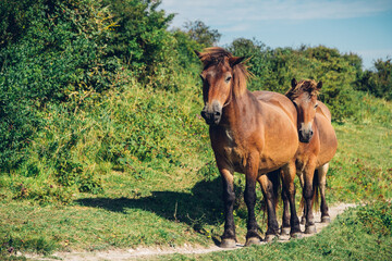 Two horses on the heath