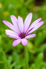 flower of the exotic garden of Roscoff, in Brittany