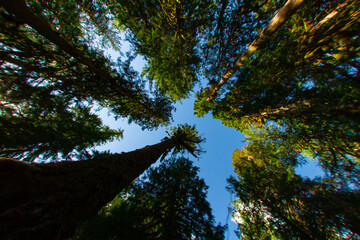 Looking up at the tree canopy in the forest