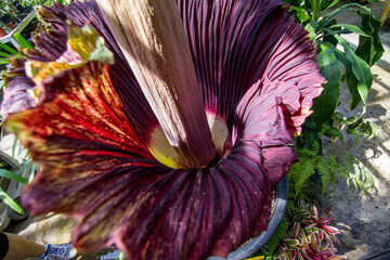 Cadaver Plant blossom Titan arum