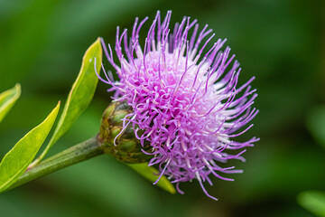 flower of the exotic garden of Roscoff, in Brittany