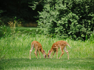 Two whitetail deer fawns eat grass facing each other