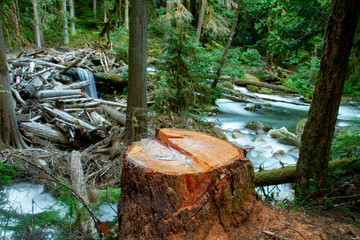 logging trees in forest in the pacific northwest