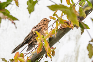 bird in the exotic garden of Roscoff, in Brittany