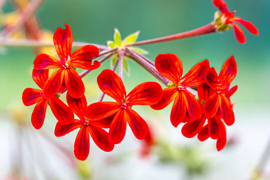 flower of the exotic garden of Roscoff, in Brittany