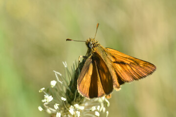 Large Skipper - Ochlodes sylvanus. Little orange butterfly in meadow
