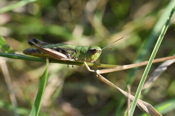 
Little grasshopper in grass. Macro shot of grasshopper
D
