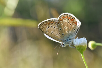 Common Blue butterfly - polyommatus icarus. Little blue butterfly on wild flower