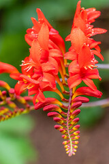 flower of the exotic garden of Roscoff, in Brittany