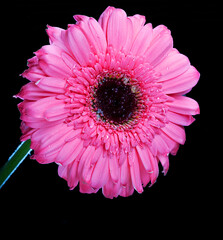 Gerber Daisy Standing Tall