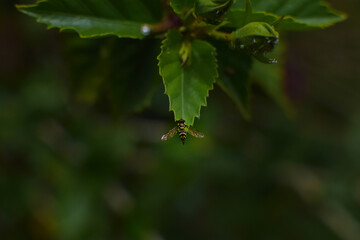 insecto en naturaleza 