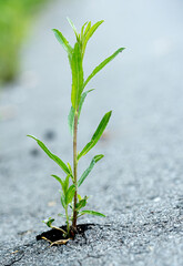 Resilient concept plant growing in asphalt again adversities 