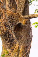 Fototapeta na wymiar Leopard in tree