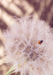 ladybug on dandelion, close-up, bokeh
