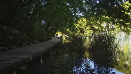 bridge in the forest over the lake