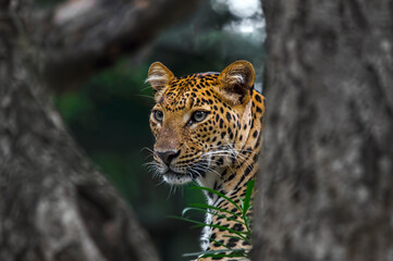 Portrait of a leopard
