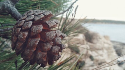 pine cones on the tree