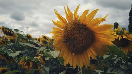 grown sunflower in the field of sunflowers on a cloudy day