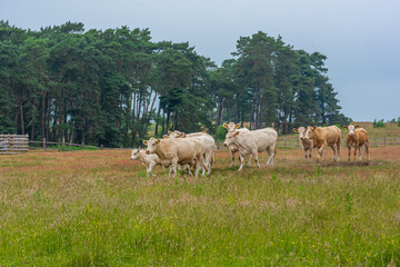 Brown and white cattle in a meadow. Green grass and blue sky background