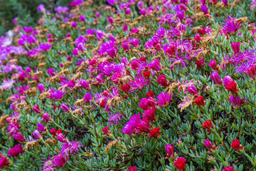 flower of the exotic garden of Roscoff, in Brittany