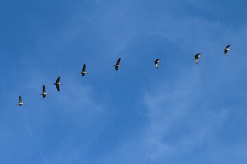 Cranes are migrating in the sky. They fly south. The birds fly in a row.