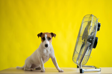 A small cute dog sits on a table in front of a large electric fan on a yellow background. Jack...