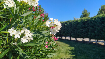 Green garden with blooming bushes and decorative trees in Baku Boulevard Azerbaijan
