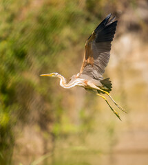 Ardea purpurea, Imperial heron in flight landing at its perch on the river