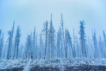 Trees in the park or the woods in winter snow