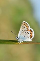 The silver-studded blue Plebejus argus. Common blue butterfly