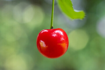 Closeup picture of a red cherry hanging from a tree branch. Macro photo with light green background. Bokeh, Illustration