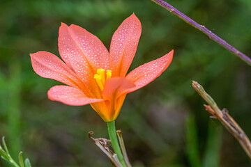 flower of the exotic garden of Roscoff, in Brittany
