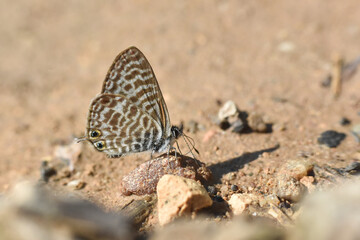 Lang's short-tailed blue butterfly. Leptotes pirithous, common zebra blue