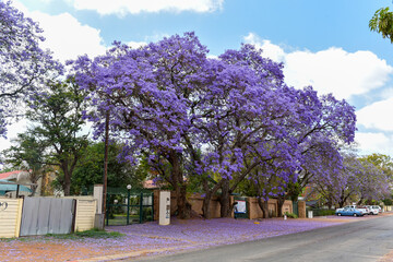 Jacaranda Trees are very beautiful symbolic trees in Spring season , South Africa 