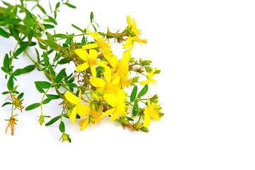 St. John’s wort, flowering plant with yellow flowers, healing herb isolated on white background