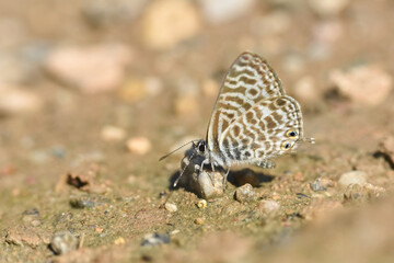 Fototapeta na wymiar Lang's short-tailed blue butterfly. Leptotes pirithous, common zebra blue