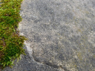 moss and stone, old stone wall covered with lichen macro, textured background with copy space for text