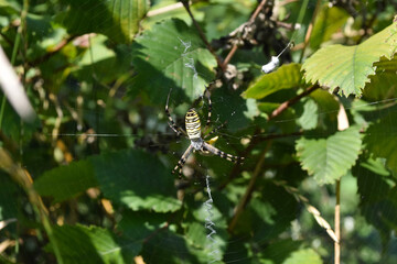 Wasp spider on the web. Big green spider in his web