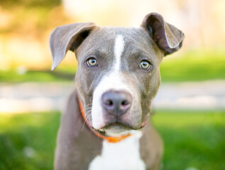 A blue and white Pit Bull mixed breed puppy with floppy ears looking at the camera