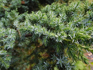 plant texture with fresh green needles close-up