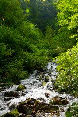 初夏の日射しの降り注ぐ、美しい新緑の森、清らかな沢。徳本峠〜島々の徳本峠登山口、クラシックルート。長野県松本市安曇。縦しゃしん。