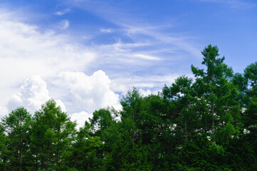 カラマツの木と空　うす雲と積雲