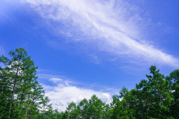 カラマツの木と空　うす雲と積雲