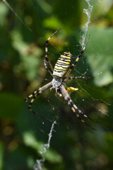 Wasp spider on the web. Big green spider in his web