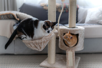 gato blanco y negro  se mete dentro de una cesta en una torre rascador. Un gato marron escondido...