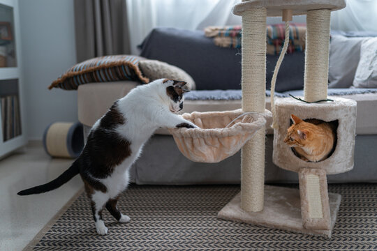 gato blanco y negro  intenta coger algo dentro de una cesta. Un gato marron escondido dentro de una caja lo mira