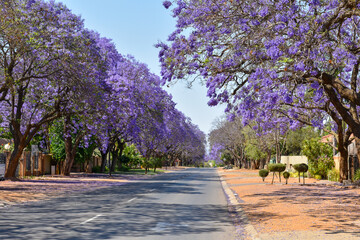 Jacaranda Trees are very beautiful symbolic trees in Spring season , South Africa 